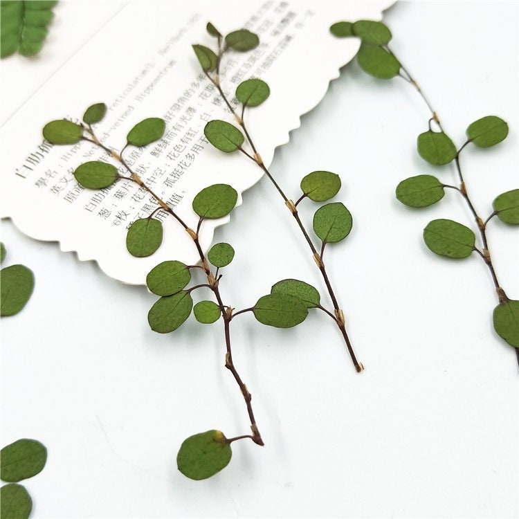 12 PCS Dried Chiba Leaves: Pressed Botanicals, Village Craft Decor
