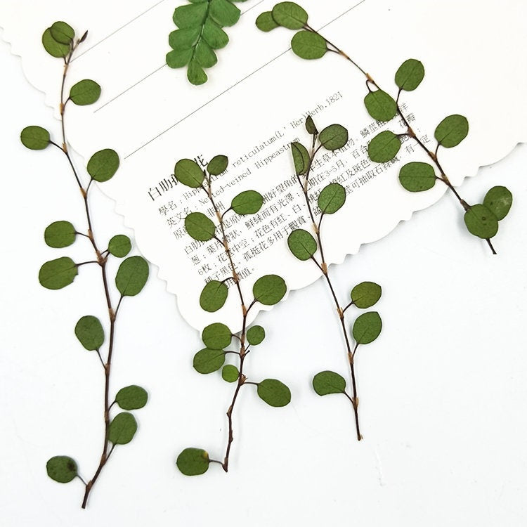 12 PCS Dried Chiba Leaves: Pressed Botanicals, Village Craft Decor