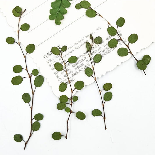 12 PCS Dried Chiba Leaves: Pressed Botanicals, Village Craft Decor