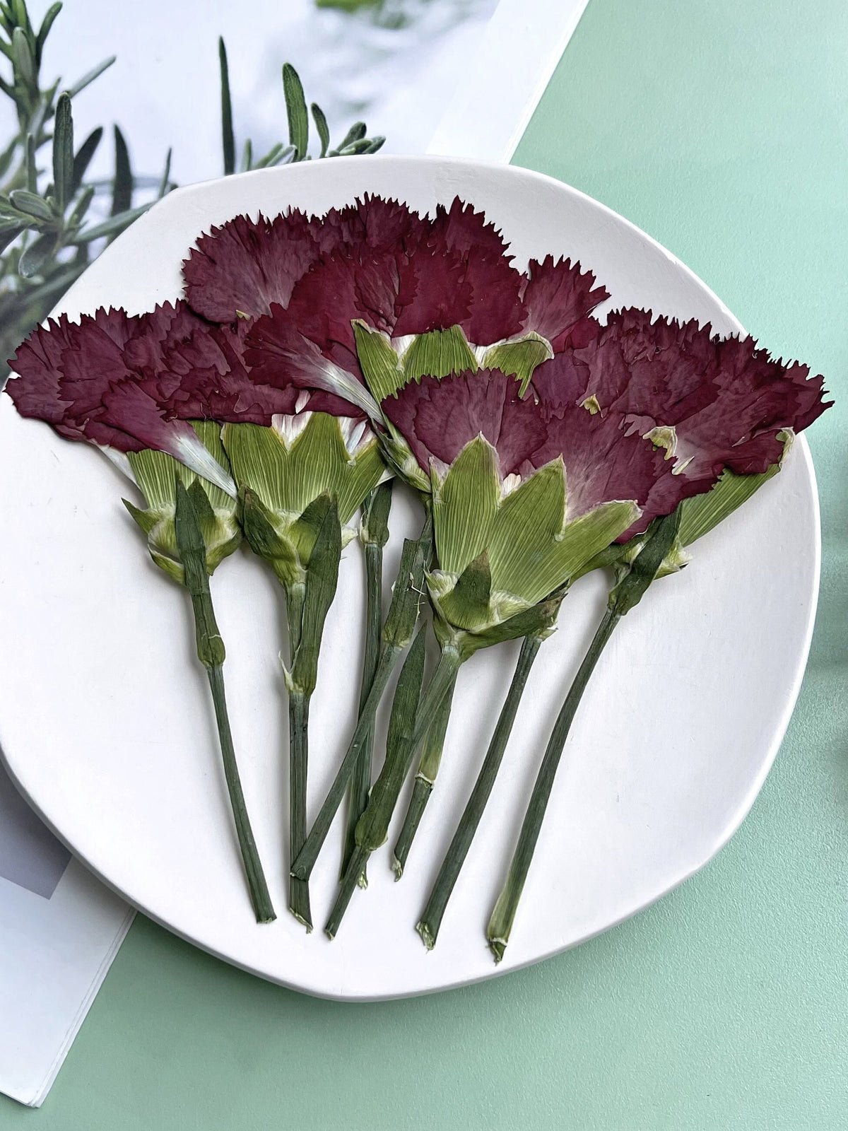 Pressed flowers,Carnation stems dry,half Carnation 6 PCS/pack,dry Pressed flowers,dried flower,Red Dried Pressed flower,Carnation flower