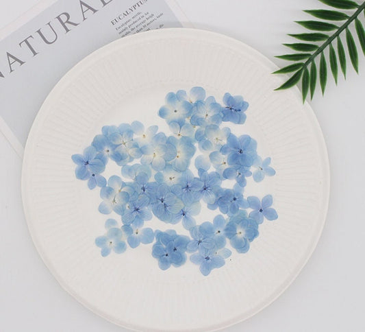 Pressed flower,Set of 100 PCS,Pressed Hydrangea,Blue white dried flower,Real Blue flower,dried flower petals,dried white blue flowers