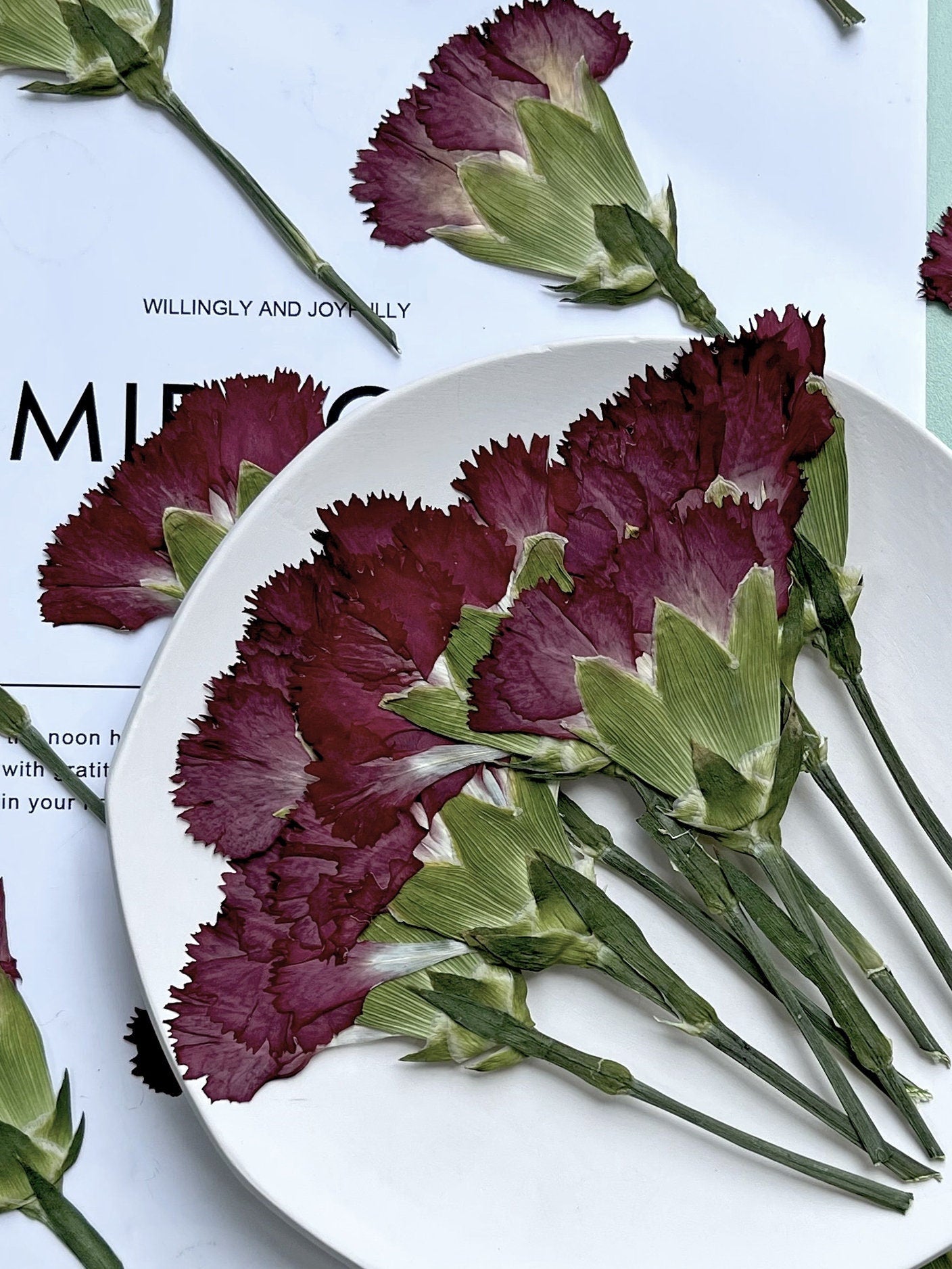 Pressed flowers,Carnation stems dry,half Carnation 6 PCS/pack,dry Pressed flowers,dried flower,Red Dried Pressed flower,Carnation flower