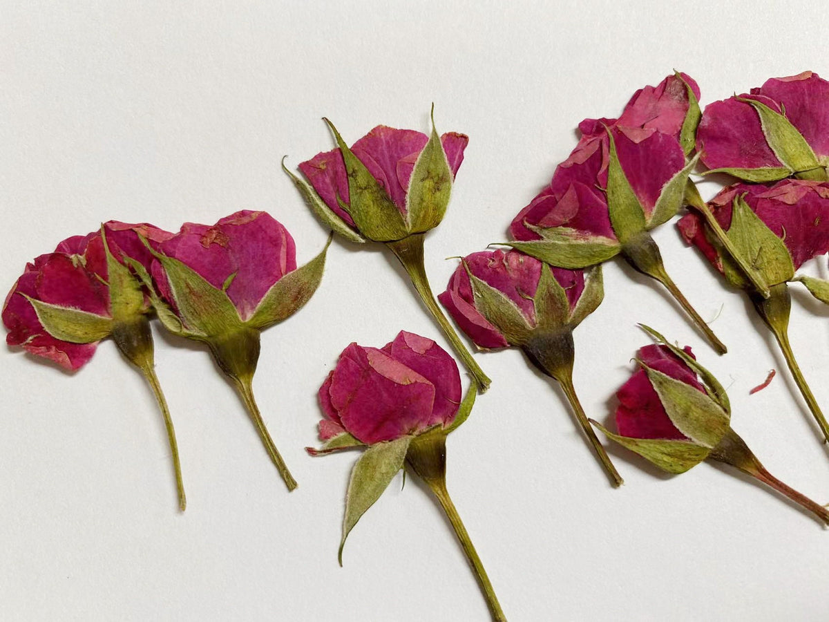 Dried Pressed Flower,10 PCS/Pack,rose red Rose Buds Pressed, Real Dry Rose Flower Stems Tiny,Rose Buds Dry Preserved Flowers Small Rose Buds