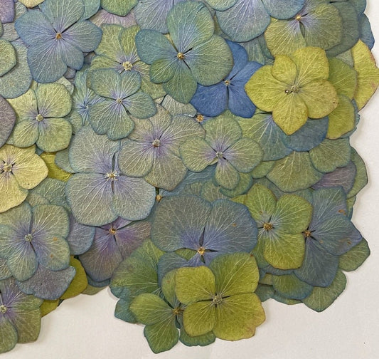 Pressed flower,mixed color green Blue dried flowers,Set of 100 PCS,Pressed Hydrangea,blue purple green flower,dried flower petals,dry flower