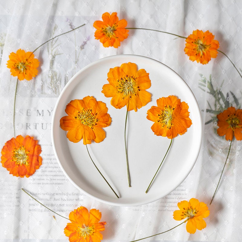 Pressed Flower,galsang flower Pressed Flower,6 PCS/pack,Pressed Orange Dried Flower Stem Real Pressed Flower Dry Natural Pressed flower