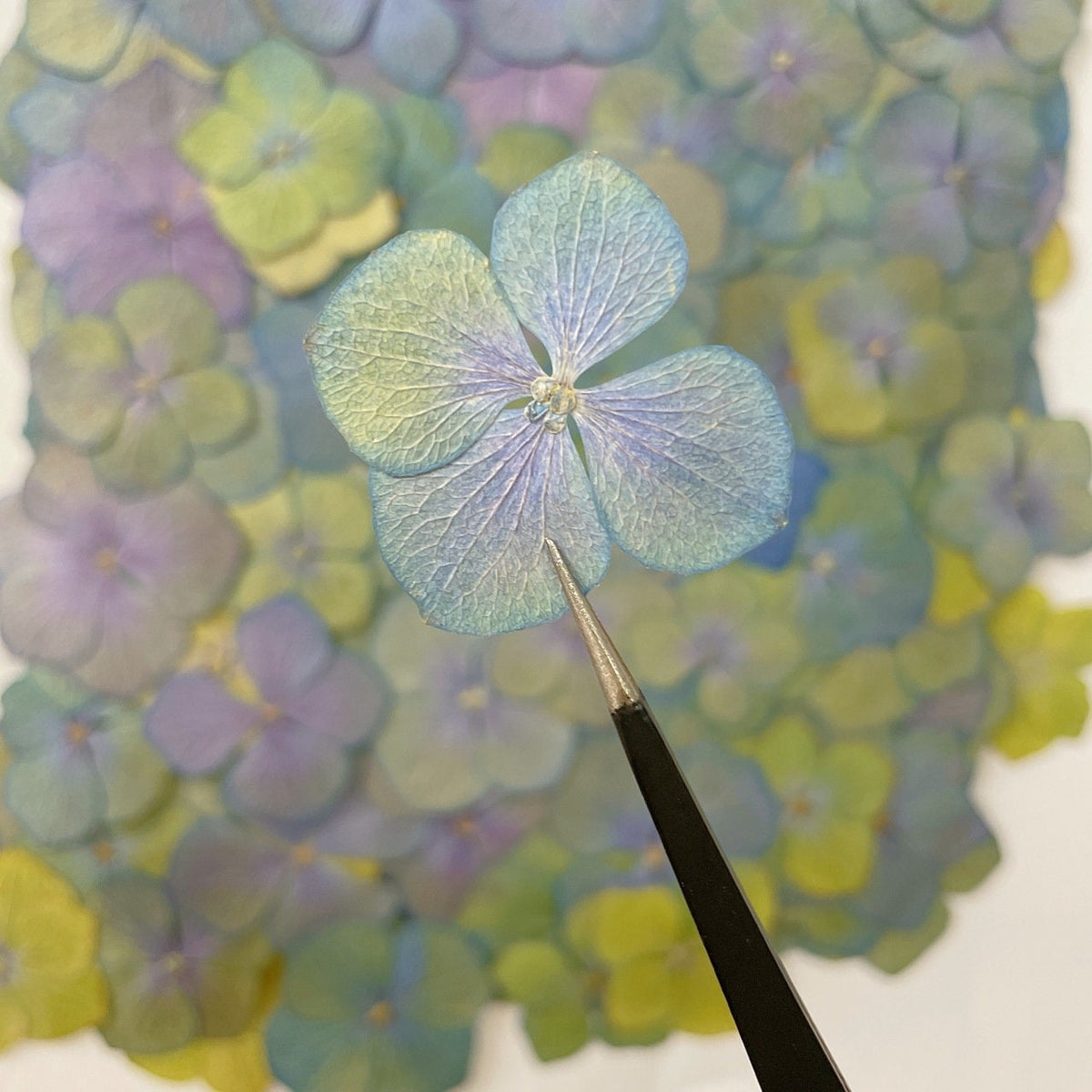Pressed flower,mixed color green Blue dried flowers,Set of 100 PCS,Pressed Hydrangea,blue purple green flower,dried flower petals,dry flower