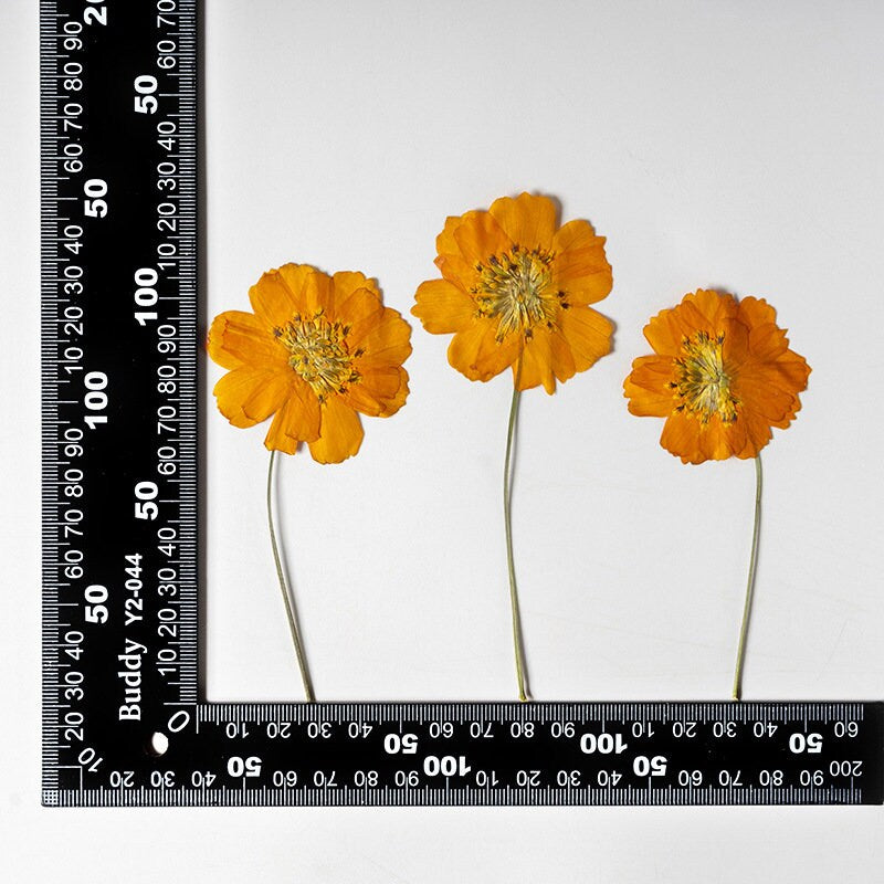 Pressed Flower,galsang flower Pressed Flower,6 PCS/pack,Pressed Orange Dried Flower Stem Real Pressed Flower Dry Natural Pressed flower