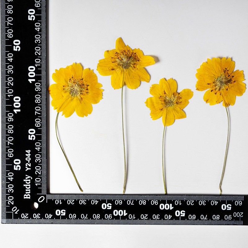Pressed Flower,galsang flower Pressed Flower,6 PCS/pack,Pressed Orange Dried Flower Stem Real Pressed Flower Dry Natural Pressed flower