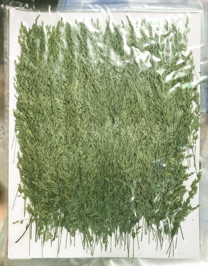 Pressed Dried Grass: Natural Assortment for Resin Crafts (12 PCS)