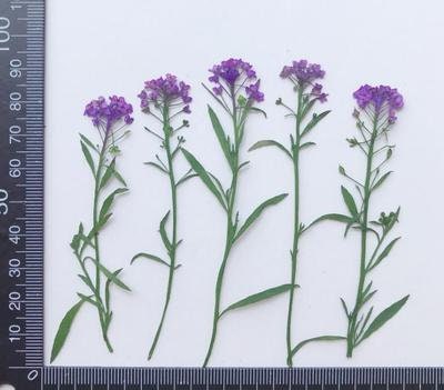 Pressed Alyssum Flowers: Purple & Yellow Dried Flower Stems (6 pcs)