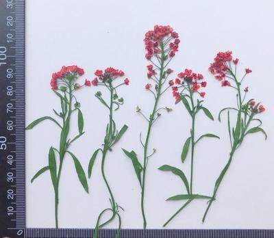 Pressed Alyssum Flowers: Purple & Yellow Dried Flower Stems (6 pcs)