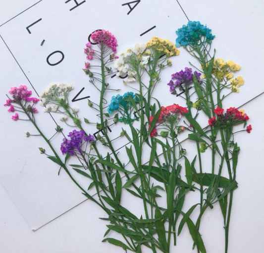 Pressed Alyssum Flowers: Purple & Yellow Dried Flower Stems (6 pcs)