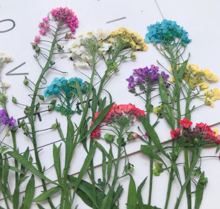 Pressed Alyssum Flowers: Purple & Yellow Dried Flower Stems (6 pcs)