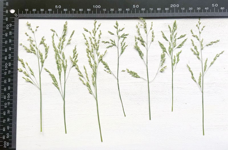 Pressed Dried Grass: Natural Assortment for Resin Crafts (12 PCS)