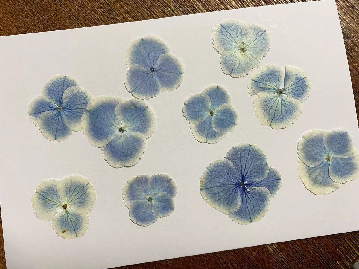 Pressed flower,Peacock Blue Hydrangea Pressed flower,Set of 10 PCS,mix Blue Hydrangea Pressed dried flower petals,Pressed dried flowers