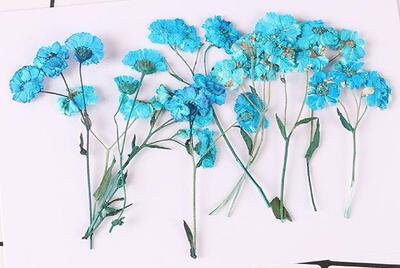 Pressed Chrysanthemum Flowers: Purple Red Dried Flat Flowers (12PCS/Set, 5-7cm)