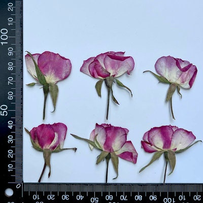Pressed Rose Buds: Two-Tone Purple & Yellow, Floral Craft Supply (12 PCS)