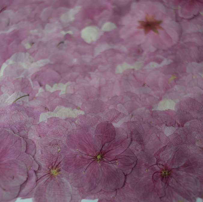 Pressed Cherry Blossoms: Pink Purple Dried Flowers (12 PCS)