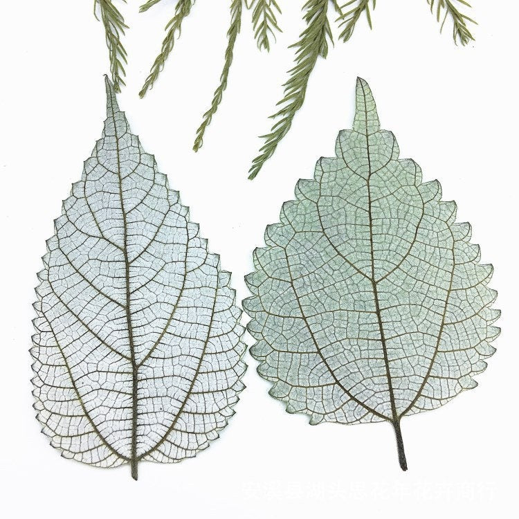 Pressed Ramie Leaves, Botanical Decor, Set of 10