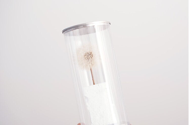 Dried Dandelion Flowers: Natural Pressed Flowers, DIY Crafts (10 PCS)
