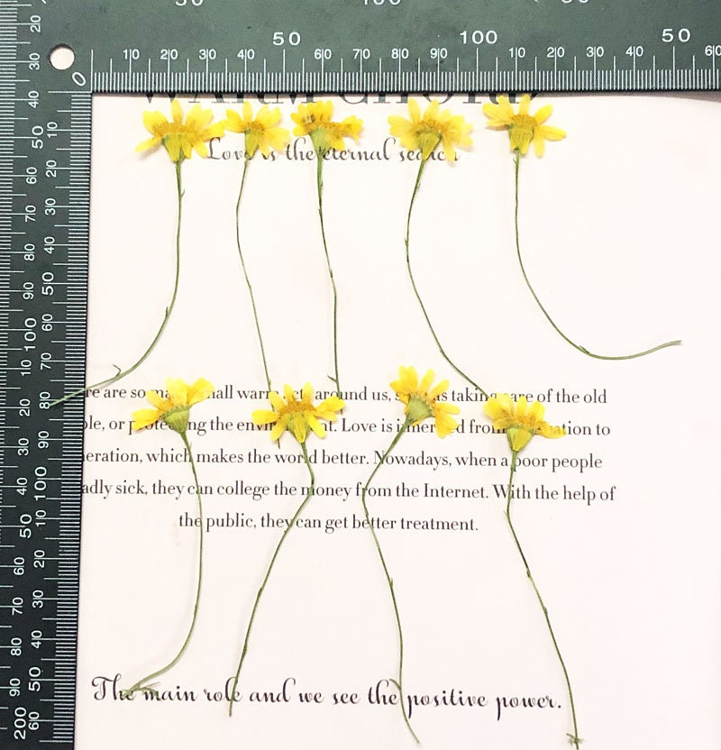 Bulk Pressed Jinmao Chrysanthemum Flower Stems - Floral Resin Art (12 PCS/Pack)