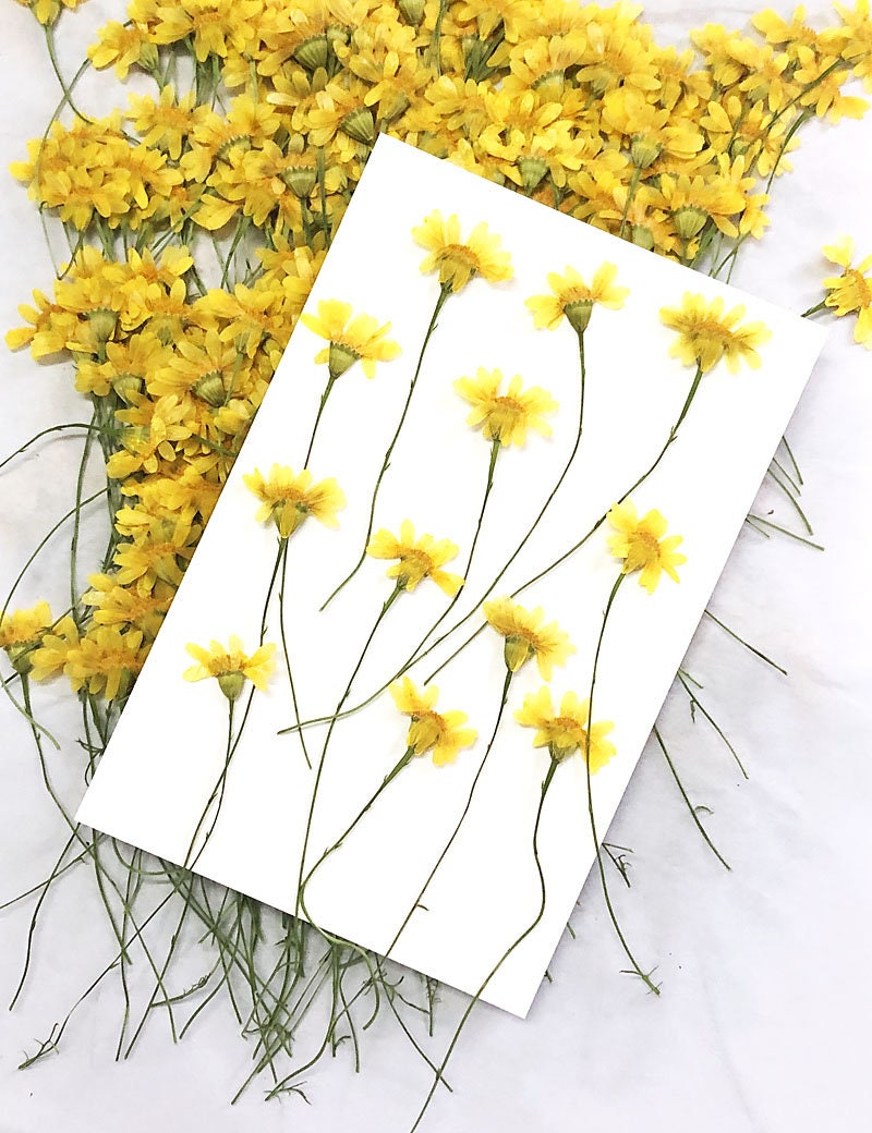 Bulk Pressed Jinmao Chrysanthemum Flower Stems - Floral Resin Art (12 PCS/Pack)