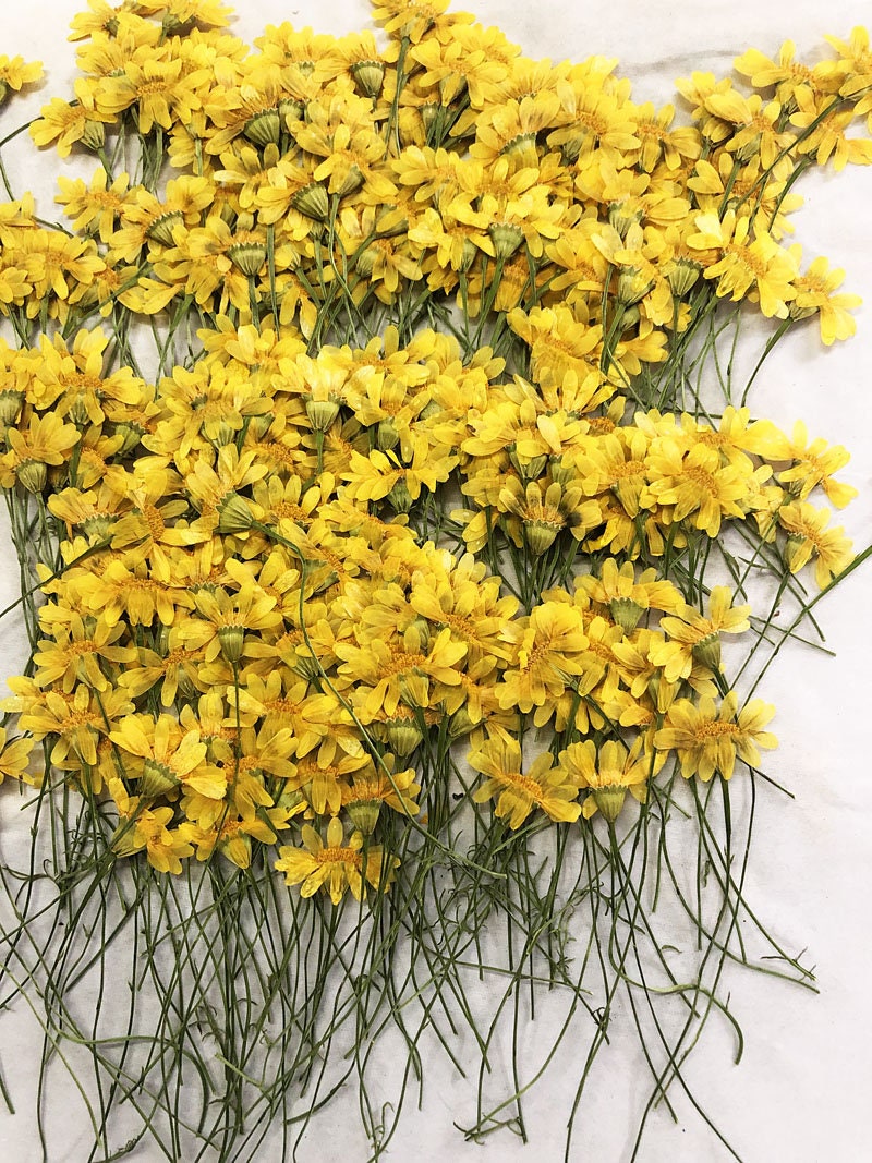 Bulk Pressed Jinmao Chrysanthemum Flower Stems - Floral Resin Art (12 PCS/Pack)