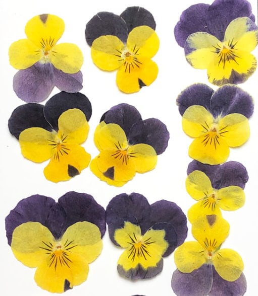 Dried Purple Pansy Flowers: Natural Pressed Flowers (12 PCS/Pack)