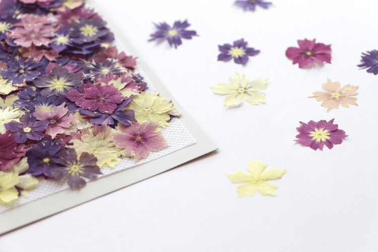 Pressed Phlox 12 pcs/pack small Dry Flower Preserved Mix pink purple colour Real flat Dried Flat Wild flowers