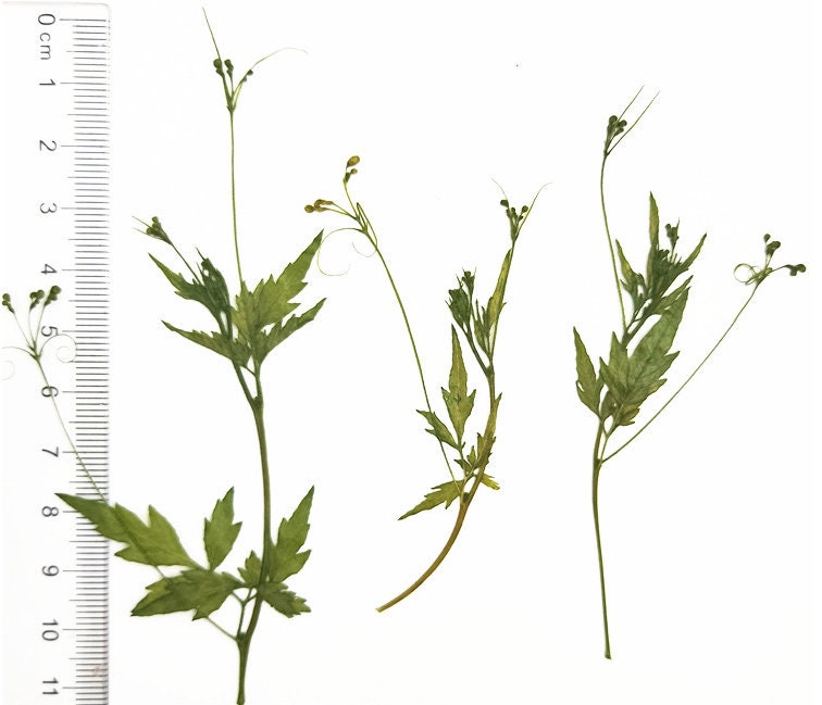 Pressed Green Leaves: Floral Fern Foliage Stems, 10 PCS