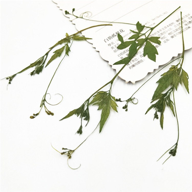 Pressed Green Leaves: Floral Fern Foliage Stems, 10 PCS