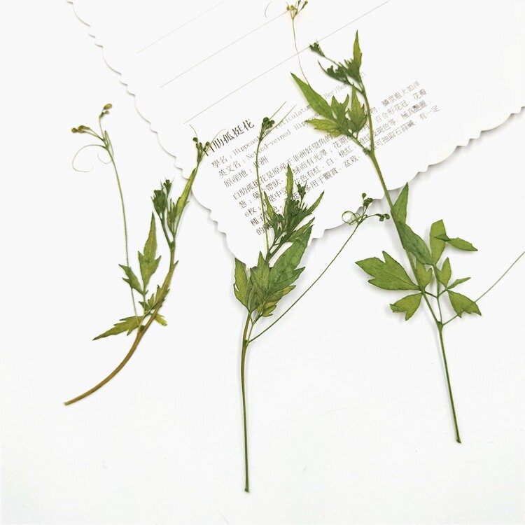 Pressed Green Leaves: Floral Fern Foliage Stems, 10 PCS