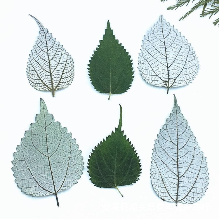 Pressed Ramie Leaves, Botanical Decor, Set of 10