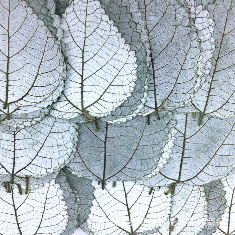 Pressed Ramie Leaves, Botanical Decor, Set of 10