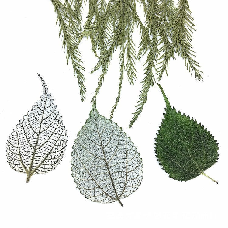 Pressed Ramie Leaves, Botanical Decor, Set of 10