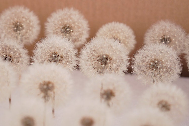 Dried Dandelion Flowers: Natural Pressed Flowers, DIY Crafts (10 PCS)