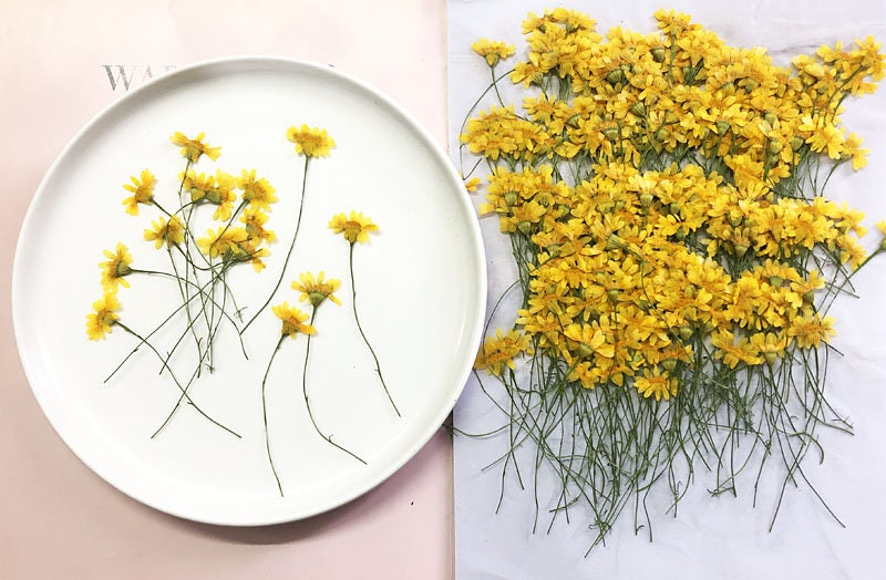 Bulk Pressed Jinmao Chrysanthemum Flower Stems - Floral Resin Art (12 PCS/Pack)