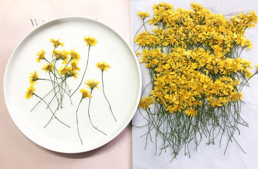 Bulk Pressed Jinmao Chrysanthemum Flower Stems - Floral Resin Art (12 PCS/Pack)