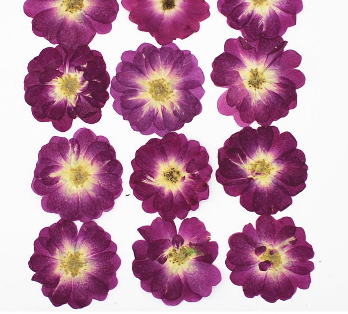 Pressed Purple Rose Flowers: Dried Floral Embellishments (8 PCS)