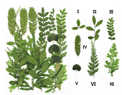 Pressed Green Leaves: Real Dried Flowers for Resin Crafts (20 PCS)