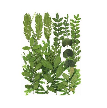 Pressed Green Leaves: Real Dried Flowers for Resin Crafts (20 PCS)