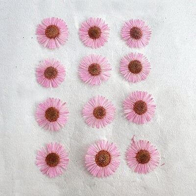 Pink Pressed Needle Chrysanthemum Flowers - 12 PCS for Resin Art dry flower,Pressed flowers