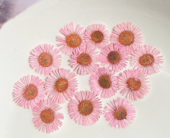 Pink Pressed Needle Chrysanthemum Flowers - 12 PCS for Resin Art dry flower,Pressed flowers