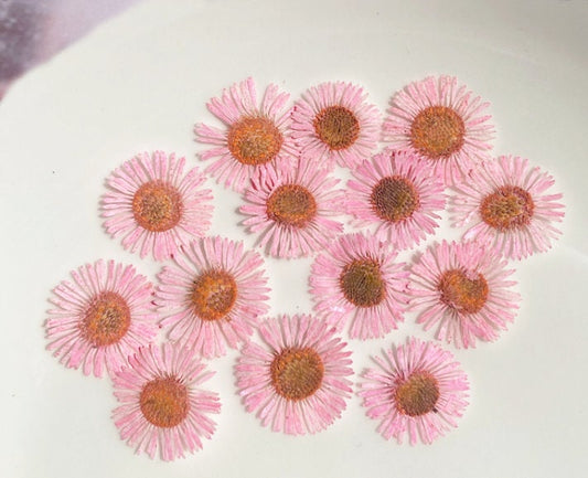 Pink Pressed Needle Chrysanthemum Flowers - 12 PCS for Resin Art dry flower,Pressed flowers