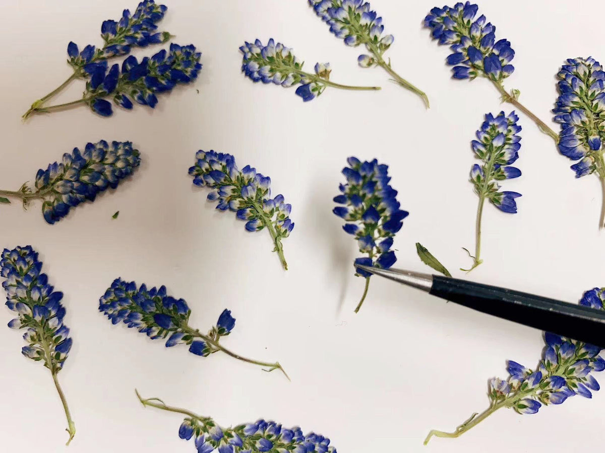 Dried Pressed Blue Sage Flowers - 12 PCS - Craft Supplies