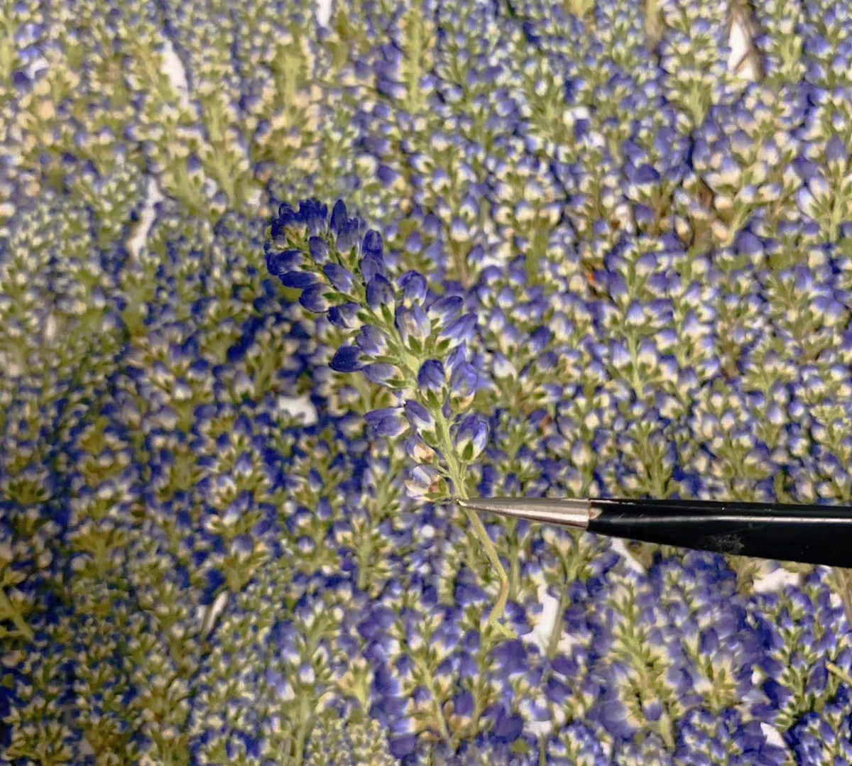 Dried Pressed Blue Sage Flowers - 12 PCS - Craft Supplies