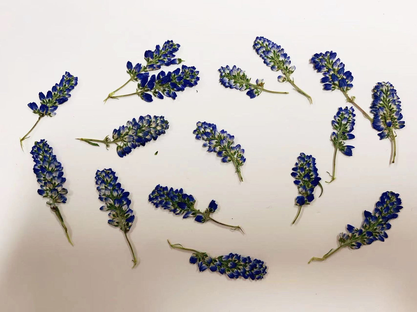 Dried Pressed Blue Sage Flowers - 12 PCS - Craft Supplies