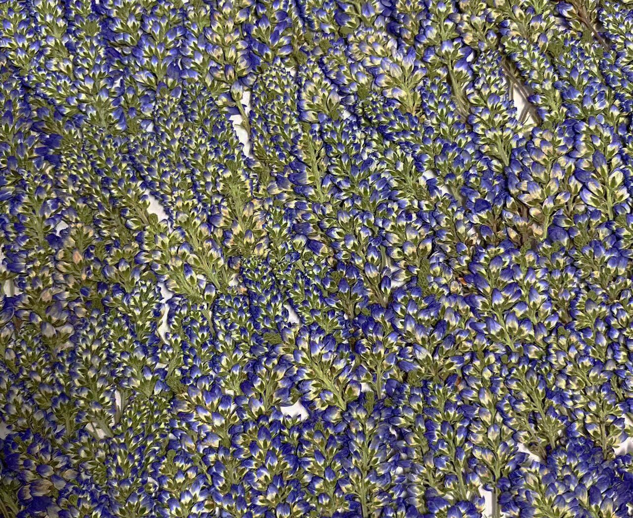 Dried Pressed Blue Sage Flowers - 12 PCS - Craft Supplies