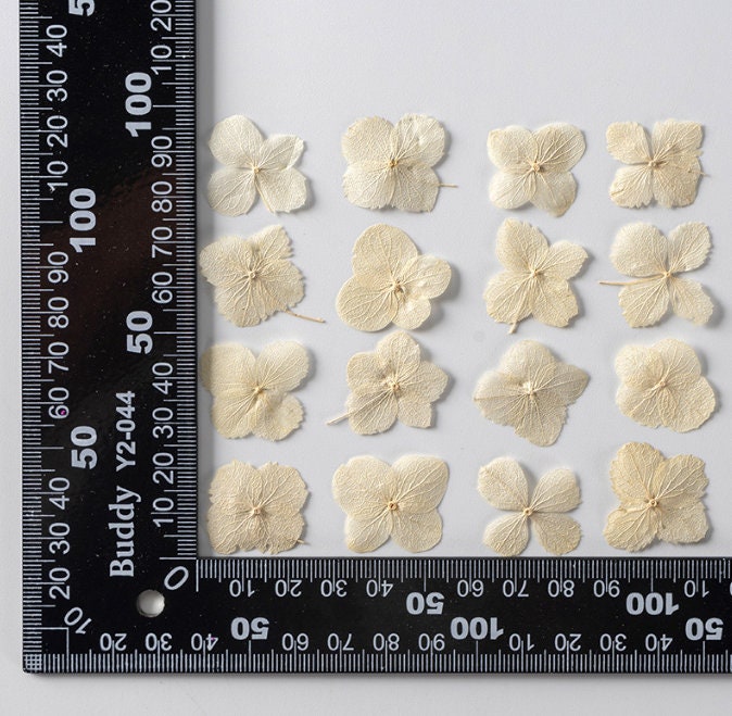 Natural White Hydrangea Dried Flowers - 12PCS Pack dry flower,Pressed flowers