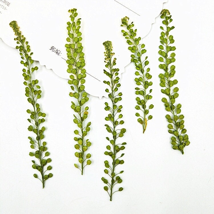 Real Pressed Lepidium Leaves, Green Floral Foliage Stems (12 PCS)